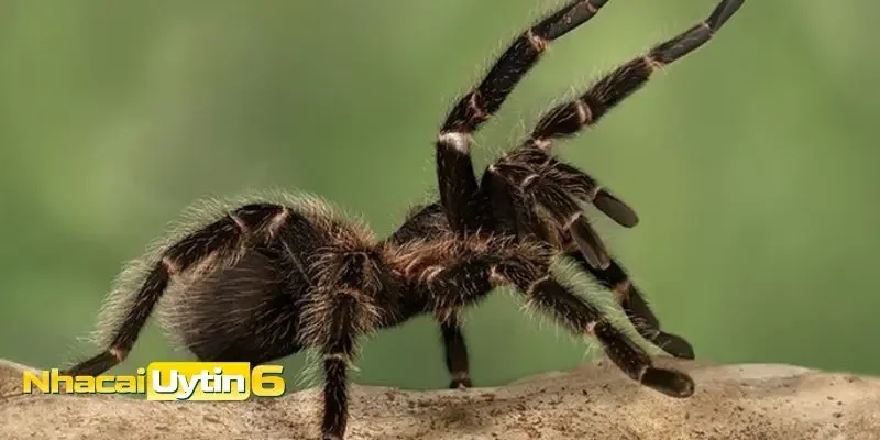 Giải mã điềm báo trong các trường hợp mơ thấy nhện