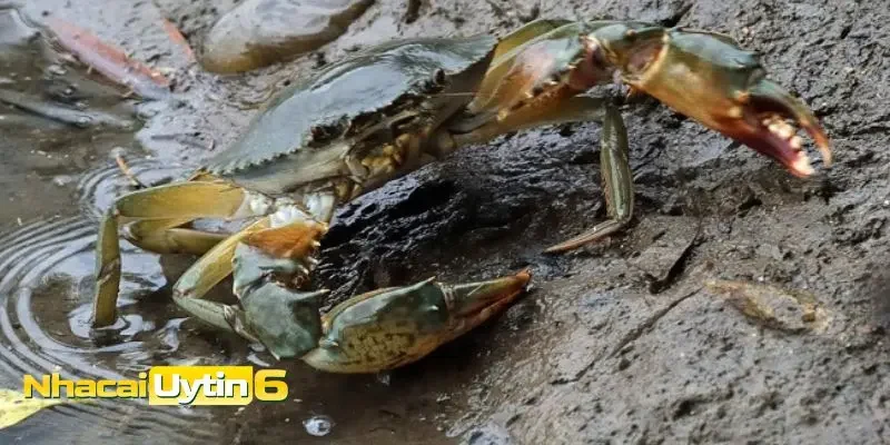 Mơ thấy cua thì nên đánh con gì?