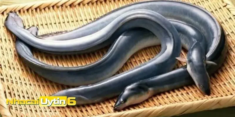 Mơ thấy lươn đánh con gì - Mơ thấy lươn bơi trong nước