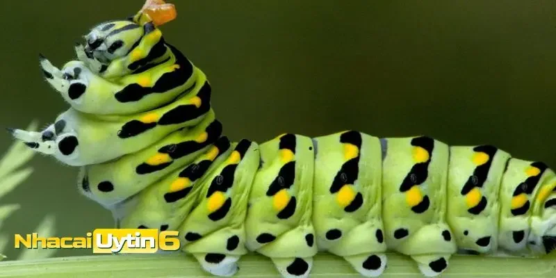 Mơ thấy sâu có ý nghĩa gì?