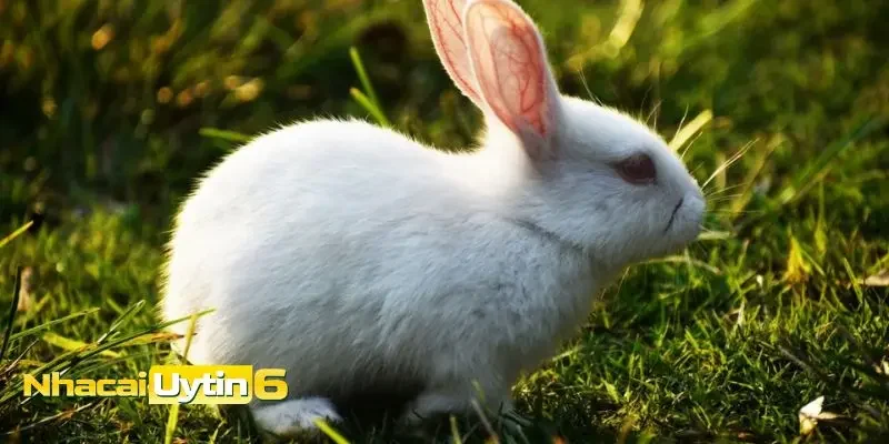 Mơ thấy thỏ là tín hiệu gì?