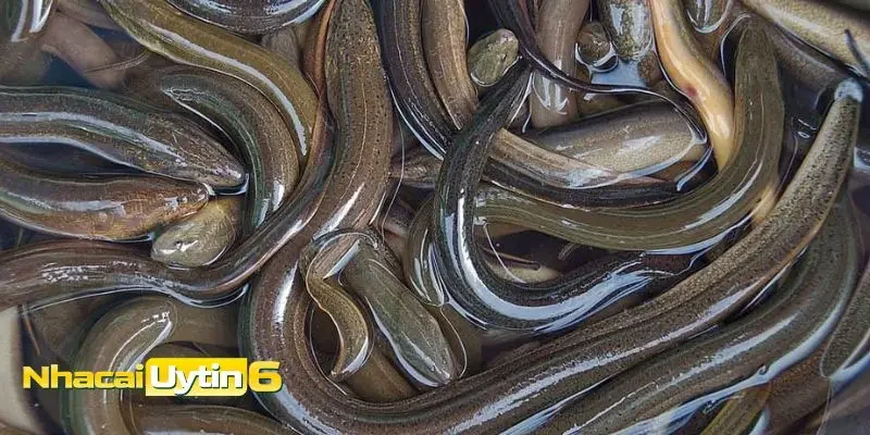 Ý nghĩa chung mơ thấy lươn đánh con gì