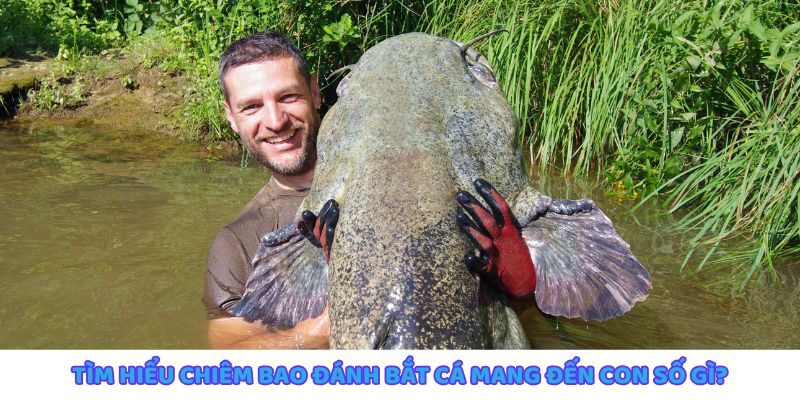 Giải mã giấc mơ thấy cá và con số may mắn liên quan